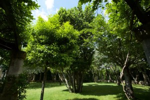 giardino-9    